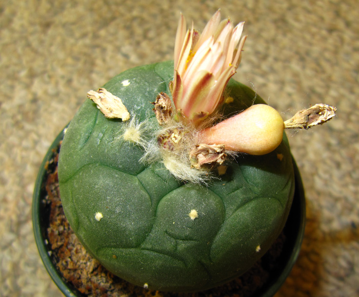 Lophophora Diffusa var. koehresii seed pod